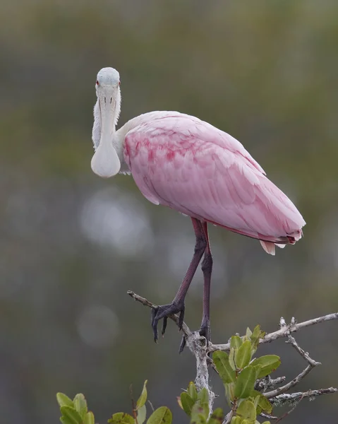 Spoonbill rosado posado en un árbol - Florida — Foto de Stock