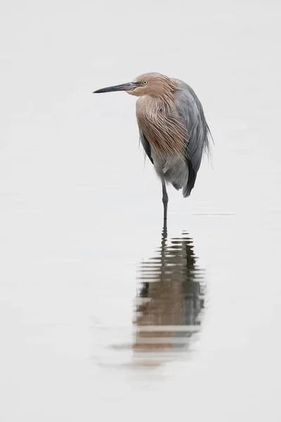 Reddish Egret standing in a shallow pond - Florida — Stock Photo, Image