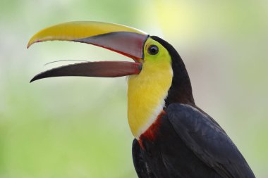 Kestane mandibled Toucan - Panama