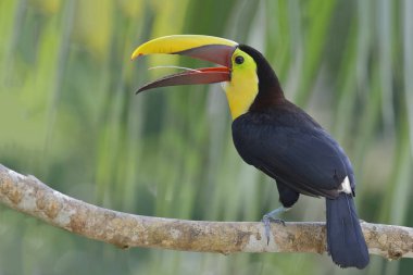 Kestane mandibled Toucan - Panama