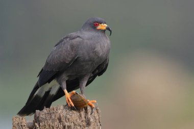 Bir elma salyangoz onun pençe - Gamboa, Panama ile erkek Salyangoz çaylağı