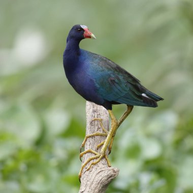 Mor moorhens tünemiş bir güdük - Panama