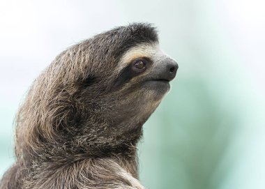 Bir üç - parmaklı tembel - Panama closeup