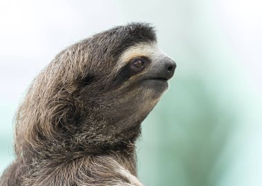 Closeup of a Three-toed Sloth - Panama clipart