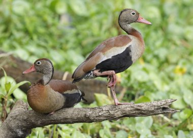 Kara karınlı ıslık