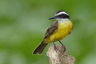 Daha az Kiskadee tünemiş bir Stump, Panama