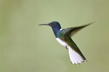 Male White-necked Jacobin in Flight - Panama clipart