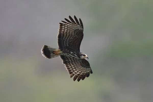 Female Snail Kite in Flight - Panama — Stock Photo, Image