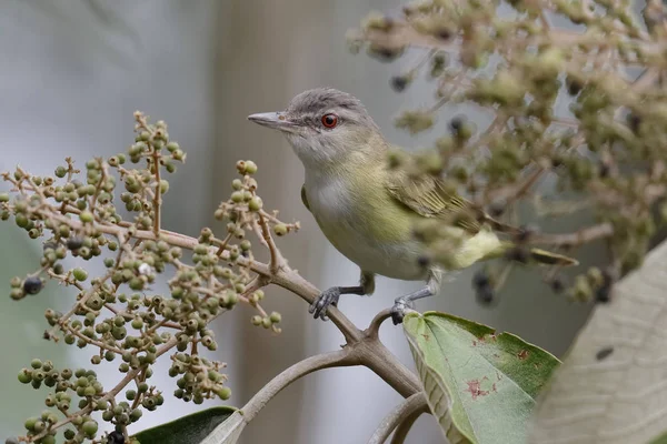 Migrating Red-eyed Vireo Perched in a Tree - Panama — Stock Photo, Image