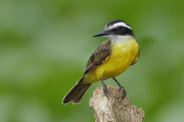 Lesser Kiskadee Perched on a Stump , Panama — Stock Photo, Image