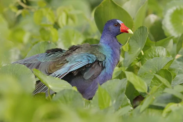 Gallinula púrpura en un pantano - Río Chagres, Panamá — Foto de Stock