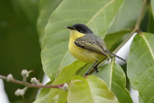 Tody-Flycatcher comum - Panamá — Fotografia de Stock