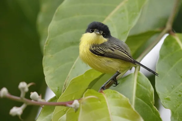 Tody-Flycatcher comum - Panamá — Fotografia de Stock