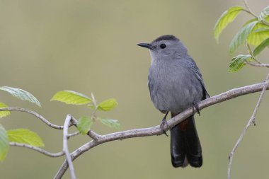 Gri Catbird tünemiş bir şube - Ontario, Kanada