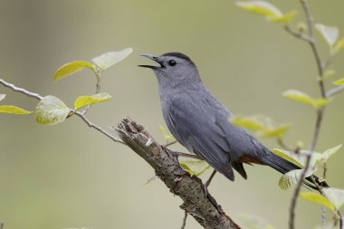 Gri Catbird bahar - Ontario, Kanada çağrı