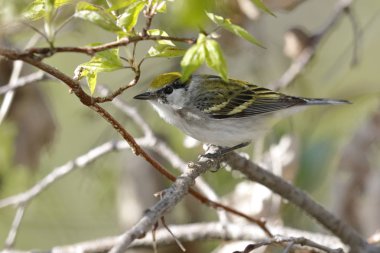 Female Chestnut-sided Warbler in Spring - Ontario, Canada clipart