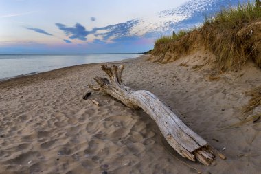 Alacakaranlıkta bir göl Huron sahilde dalgaların karaya attığı odun