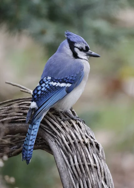 Blue Jay perched on a wicker chair