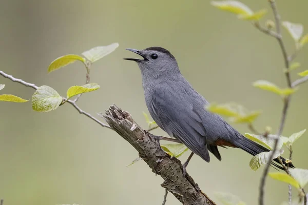 Gray Catbird Calling in Spring - Онтарио, Канада — стоковое фото