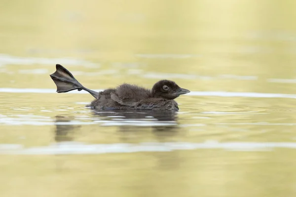 Gemensamma Loon Chick sträcker benet — Stockfoto