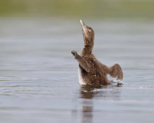 일반적인 룽 병아리 날개를 떨고 건조 — 스톡 사진