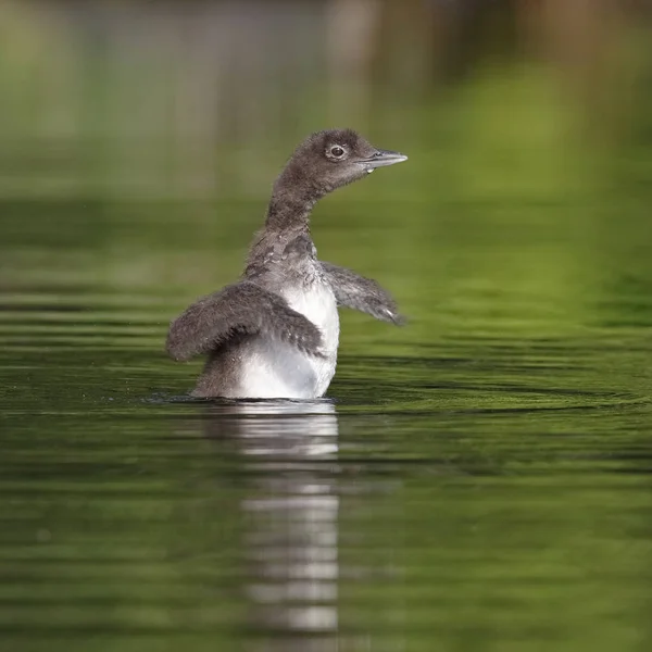 Plongeon huard secouant ses ailes sèches — Photo