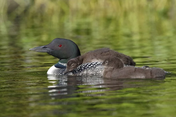 Közös Loon csaj lovaglás a szülő vissza testvér medencével — Stock Fotó