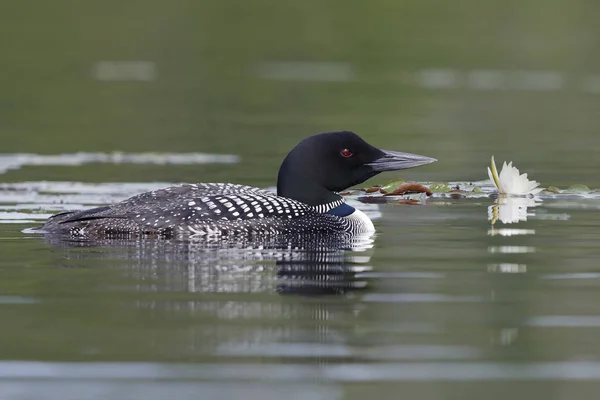 Common Loon Swimming Next to a Lily Pad — Stock Photo, Image