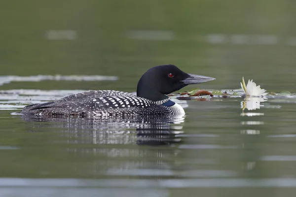 Common Loon Swift рядом с Lily Pad — стоковое фото