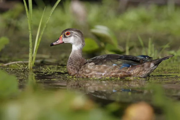 Canard en bois mâle dans le plumage Eclipse - Été — Photo