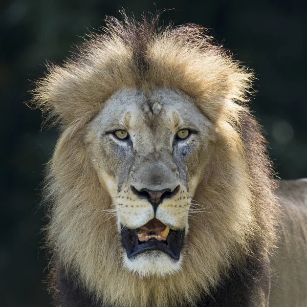 Retrato de um leão macho — Fotografia de Stock