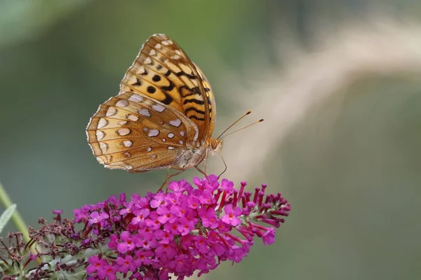 Fritillary grande lustrino su Butterfly Bush — Foto Stock