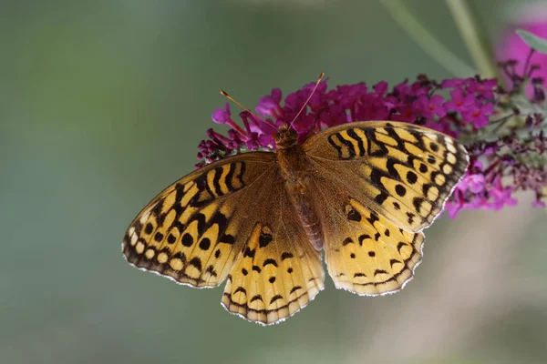 Grand pailleté fritillaire sur papillon Bush — Photo