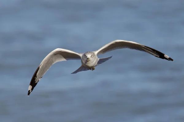 Ring-billed Gull in Flight - Онтарио, Канада — стоковое фото