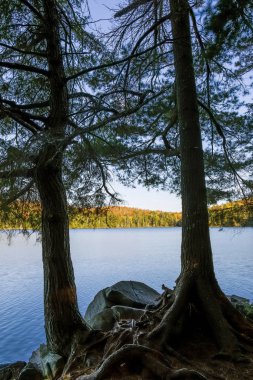 Doğu Hemlocks bir sonbahar gölde - Ontario, Kanada kontrast