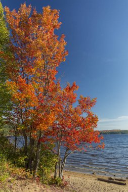 Parlak akçaağaç üzerinde bir göl kıyısındaki - Ontario, Kanada