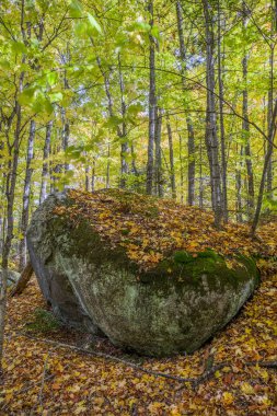Büyük Kambriyen öncesi Boulder bir sonbahar ormanda - Ontario, Kanada