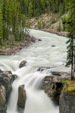 Sunwapta Falls - Jasper Milli Parkı