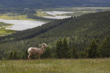 Kayalık dağ Bighorn koyun - Banff Ulusal Parkı
