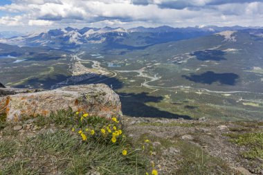 Bir dağın tepesinde - Jasper Np, Kanada çiçek açan çiçekler