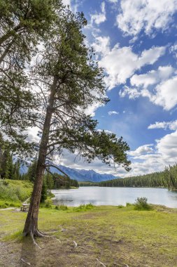 Çam ağacı tarafından bir dağ gölü - Banff Ulusal Parkı