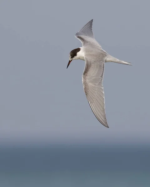 Common Tern hovering over Lake Huron - Ontario, Canada — Stock Photo, Image