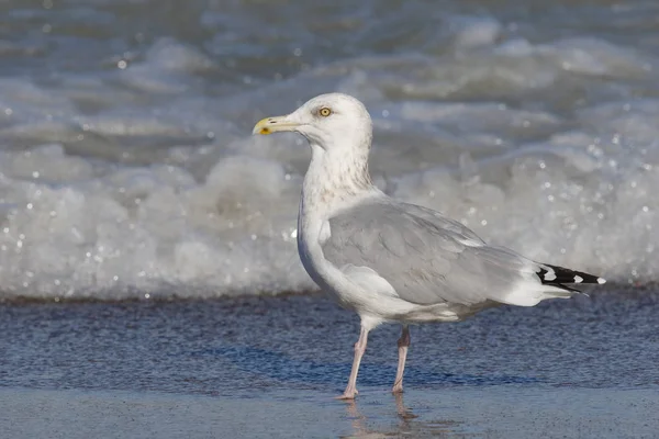 Herring Gull on the shore of Lake Huron - Ontario, Canada — Stock Photo, Image