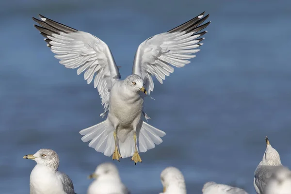 Ring-billed Gull aterrissando em uma praia do Lago Huron — Fotografia de Stock