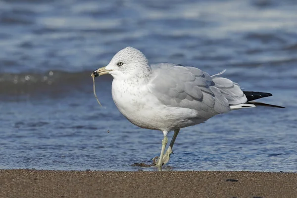 Ring-billed Gull Eating a Worm on a Lake Huron Beach — Stock Photo, Image