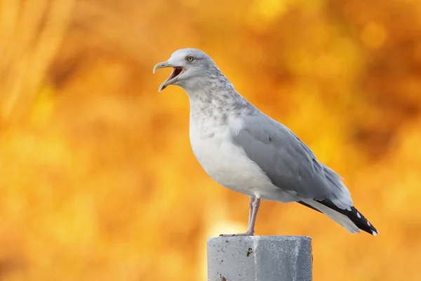 Herring Gull Calling med hösten bladverk i bakgrunden - Kanada — Stockfoto