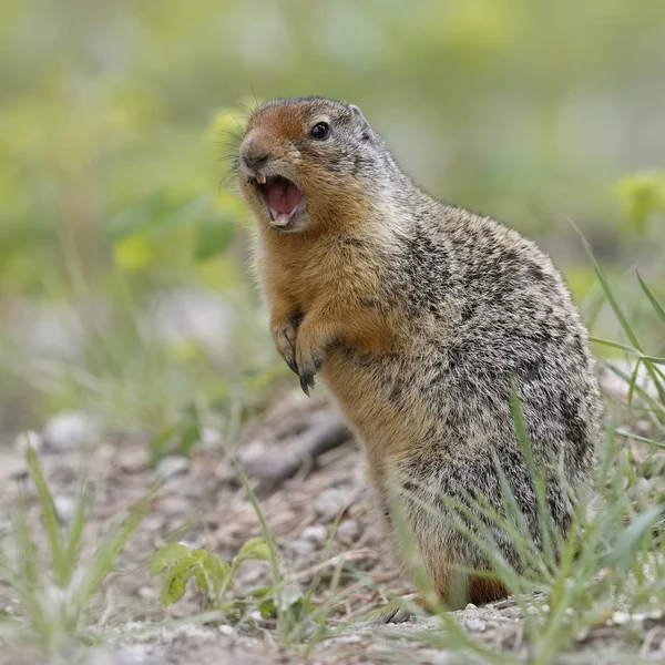 Ardilla de tierra colombiana Callling en el Parque Nacional Banff — Foto de Stock