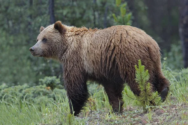 Grizzli - Parc national Jasper — Photo