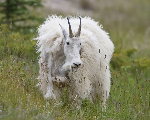 Chèvre de montagne perdant son manteau d'hiver - Parc national Jasper — Photo