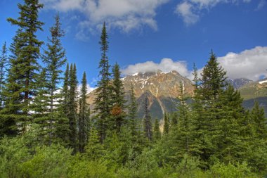 Rocky Dağları ve Boreal Forest - Jasper National Park, Amerika Birleşik Devletleri